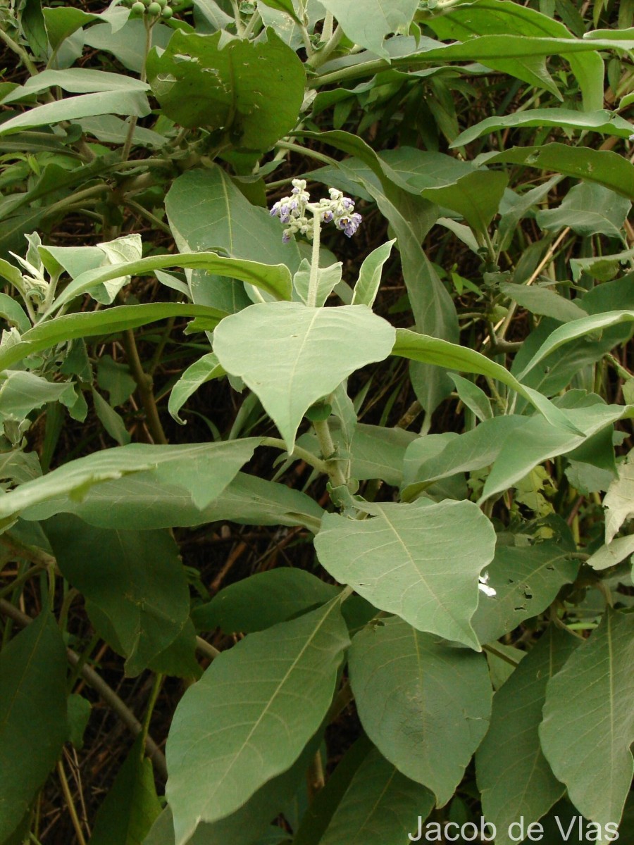 Solanum mauritianum Scop.